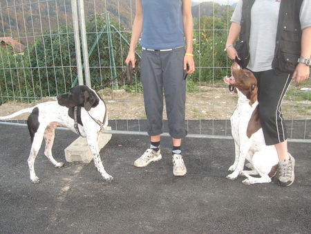 Pointer Hunde Foto 39565 in höherer Auflösung ansehen Pointer Amber und Campino