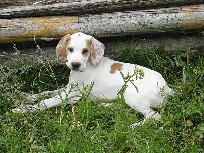 Pointer Hunde Foto 42484 in höherer Auflösung ansehen Pointer Apache/World\'s End Pointers