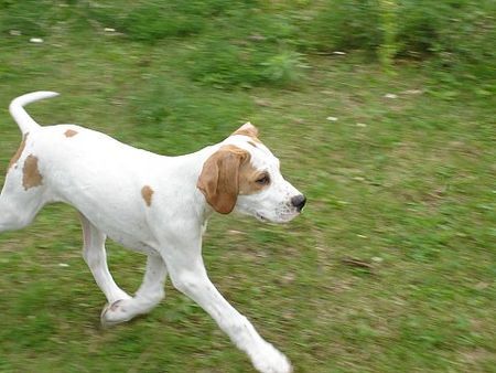 Pointer Hunde Foto 42485 in höherer Auflösung ansehen Pointer Alastair/World\\\'s End Pointers