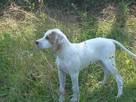 Pointer Hunde Foto 42486 in höherer Auflösung ansehen Pointer Aacacia/World\\\\\\\'s End Pointers