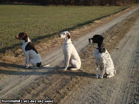 Pointer Hunde Foto 46290 Pointer Worlds End Pointers Oesterreich