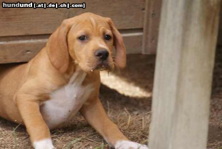 Pointer Hunde Foto 46296 in höherer Auflösung ansehen Pointer World's End naughty puppy