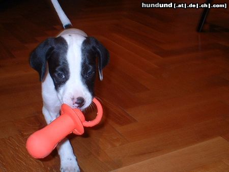 Pointer Hunde Foto 6826 Pointer Alpha aus Valencia