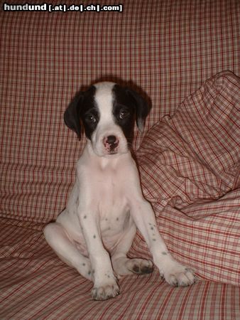 Pointer Hunde Foto 6827 Pointer Alpha aus Valencia