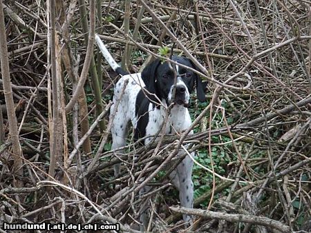 Pointer Hunde Foto 44039 in höherer Auflösung ansehen Pointer Worlds End Amun Midnight Sun (Austria)