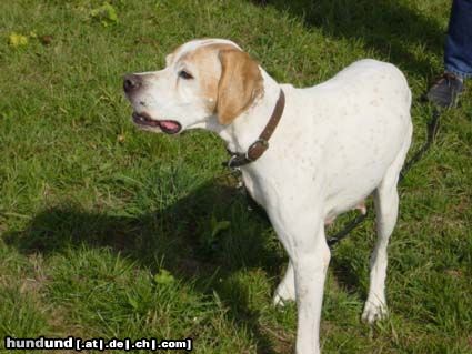 Pointer Hunde Foto 10390 Pointer Asteri...Endlich Sommer
