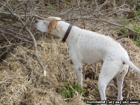 Pointer Hunde Foto 10712 Pointer Asteri-Da ist doch was im Busche!