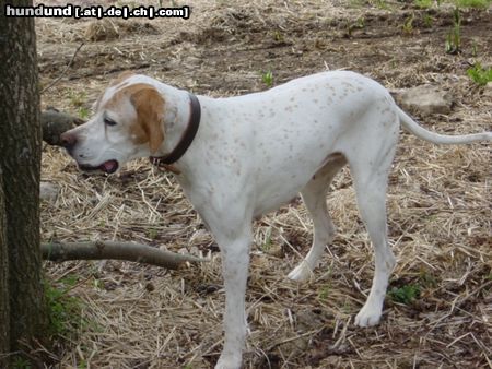 Pointer Hunde Foto 10711 Pointer Asteri-Du wärst ein Baum für meinen Freund.