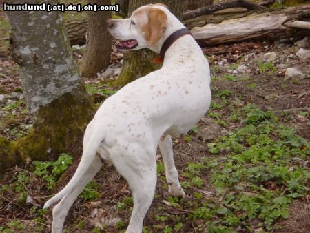 Pointer Asteri-Hallo, wo bleibt ihr?