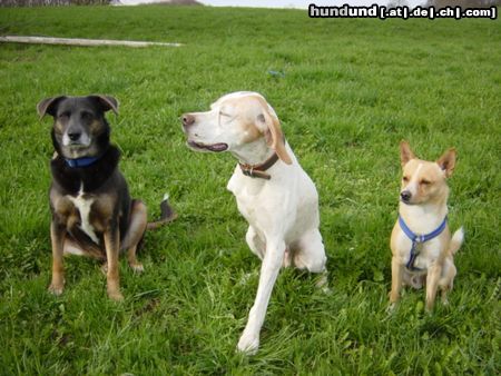 Pointer Hunde Foto 10713 Pointer Asteri & Co.-Freunde für's Leben
