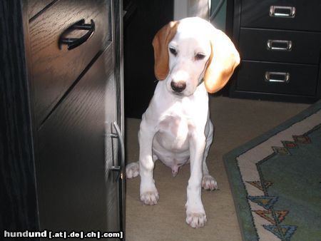 Pointer Hunde Foto 17042 Pointer Hallo, Leute