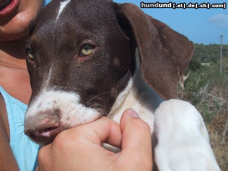 Pointer Hunde Foto 4758 Pointer Ein armes Pointerwelpen aus einem Tierheim in auf IBIZA-wir haben Sie adoptiert