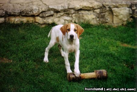 Pointer Hunde Foto 15529 Pointer Finn of Falconers Dream