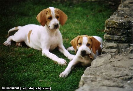 Pointer Hunde Foto 15531 Pointer Fiona und Finn of Falconers Dream