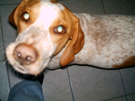Pointer Hunde Foto 33036 in höherer Auflösung ansehen Pointer süß gucken kann ich, ja so gut