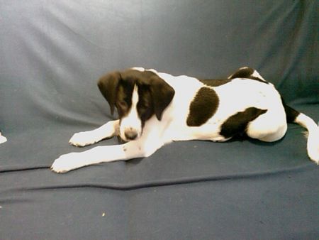 Pointer Hunde Foto 43485 in höherer Auflösung ansehen Pointer Jack, Pointermix 13 Wochen