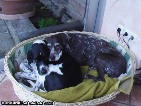 Pointer Hunde Foto 22705 in höherer Auflösung ansehen Pointer Frodo2Jahre&Kelly13Jahre