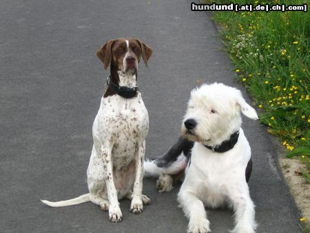 Pointer Hunde Foto 18761 in höherer Auflösung ansehen Pointer Paula mit 'Ehemann Oskar'