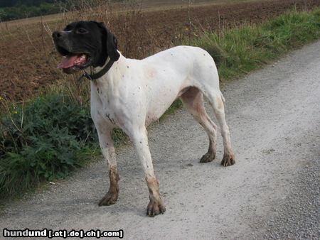 Pointer Hunde Foto 19493 in höherer Auflösung ansehen Pointer Anka durch den Matsch