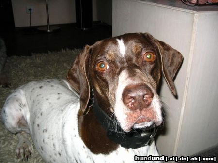 Pointer Paula aus Andalusien