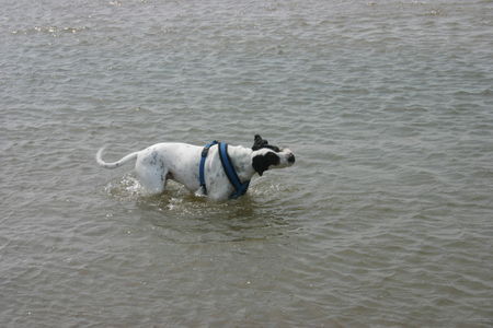 Pointer Hunde Foto 32137 in höherer Auflösung ansehen Pointer Edgar 3jahre bei seiner lieblingsbeschäftigung