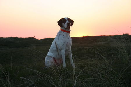 Pointer Hunde Foto 32136 in höherer Auflösung ansehen Pointer Edgar 3jahre