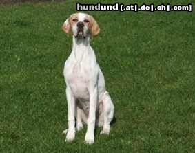 Pointer Hunde Foto 46292 Pointer Worlds End Brodie White Lady wohnhaft in Austria