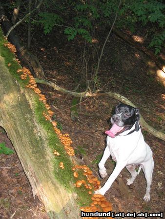 Pointer Hunde Foto 24781 in höherer Auflösung ansehen Pointer Anka hat ien Paar leckere Stockschwämmchen gefunden