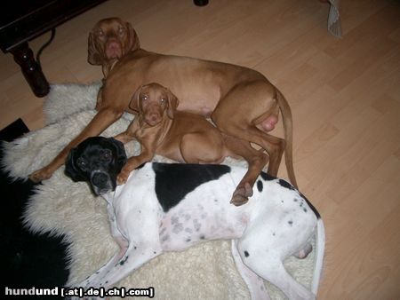 Pointer Hunde Foto 7859 Pointer Kleines Rudel.. Lico, Ares u. Welpe Tito