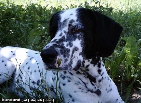 Pointer Hunde Foto 4141 Pointer Leon im Garten