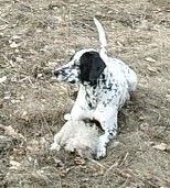 Pointer Hunde Foto 2920 Pointer Leon