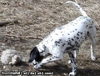 Pointer Hunde Foto 2921 Pointer Leon