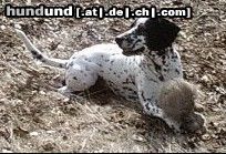 Pointer Hunde Foto 2923 Pointer Leon