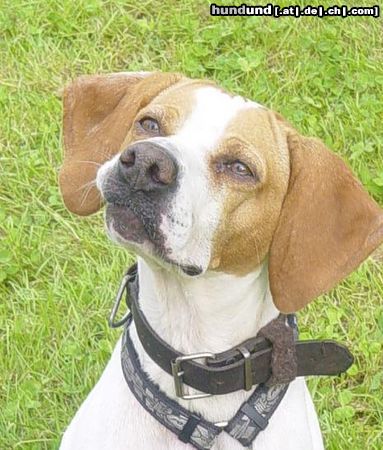 Pointer Hunde Foto 25627 in höherer Auflösung ansehen Pointer *Leona* wartet im Tierheim auf ein neues Zuhause! Schreib mir: tinamilka@yahoo.de!!!!