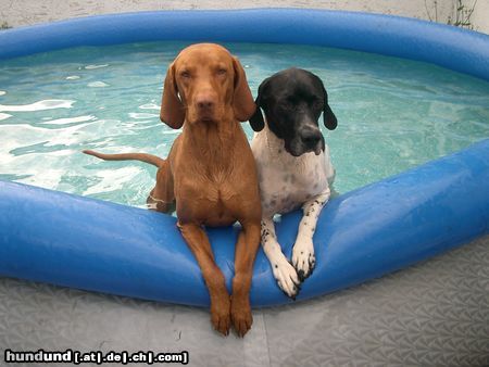 Pointer Hunde Foto 24097 Pointer N' Pool nur für uns beide.. Yeeaahh...