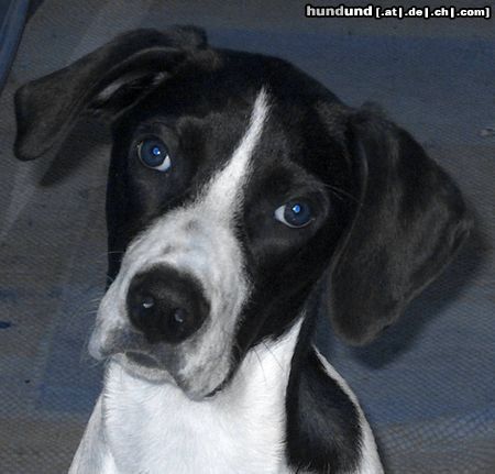 Pointer Hunde Foto 13562 Pointer Ein Blick der besticht