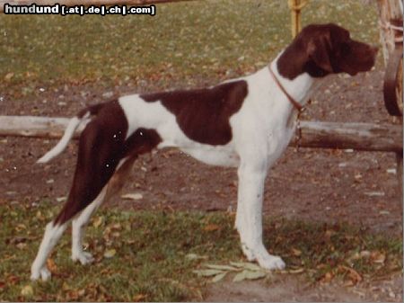 Pointer Hunde Foto 44042 Pointer Kim