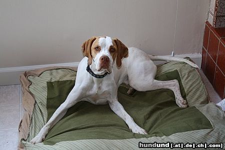 Pointer Hunde Foto 44033 Pointer Worlds End Alabaster Golden Sunset (wohnhaft in der USA)