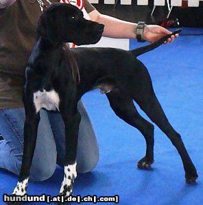 Pointer Hunde Foto 44036 in höherer Auflösung ansehen Pointer Clayponds Saress