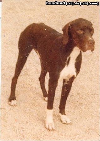 Pointer Hunde Foto 44041 Pointer Ako