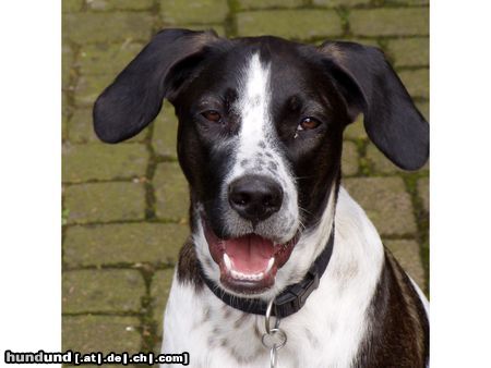 Pointer Hunde Foto 21890 in höherer Auflösung ansehen Pointer Fiona 10 Monate