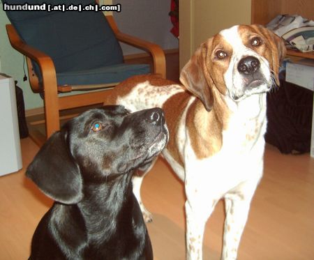 Pointer Hunde Foto 14979 in höherer Auflösung ansehen Pointer Loki und Mira
