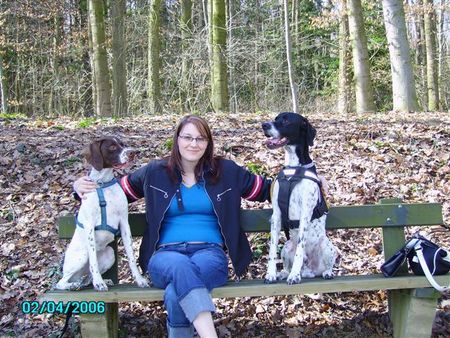 Pointer Hunde Foto 30666 in höherer Auflösung ansehen Pointer Anthony of Fillys Hill/ Sandra/ Amber vom Hirndlbründl