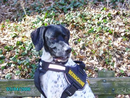 Pointer Hunde Foto 30667 in höherer Auflösung ansehen Pointer Anthony of Fillys Hill