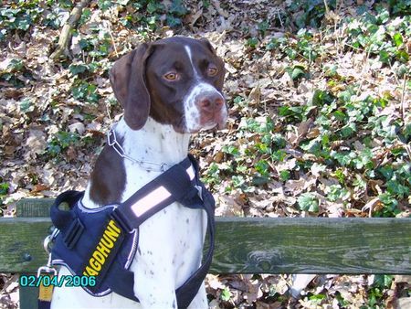 Pointer Hunde Foto 30668 in höherer Auflösung ansehen Pointer Amber vom Hirndlbründl