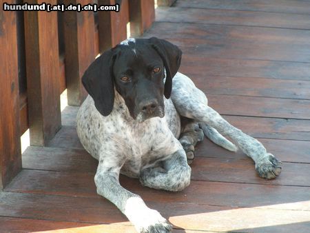 Pointer Hunde Foto 12583 Pointer