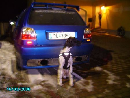 Pointer Hunde Foto 35906 Pointer Anthony of fillys hill und der VW gti3