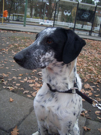 Pointer Hunde Foto 36745 Pointer