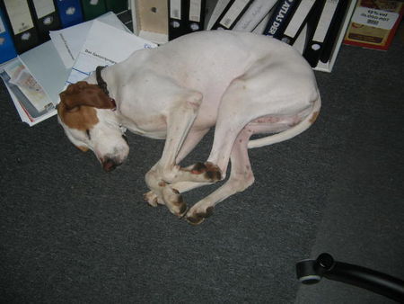 Pointer Hunde Foto 32684 Pointer Pointy nach der Büroarbeit