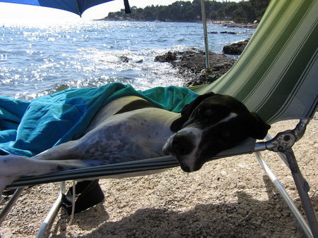 Pointer Hunde Foto 33162 Pointer Ich liebe den Strand von Kroatien